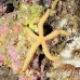 starfish_miy_smal_h_0078_mal2761.jpg